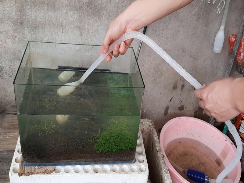 chuyển bể cá thủy sinh