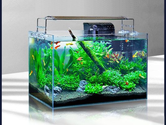 chuyển bể cá thủy sinh